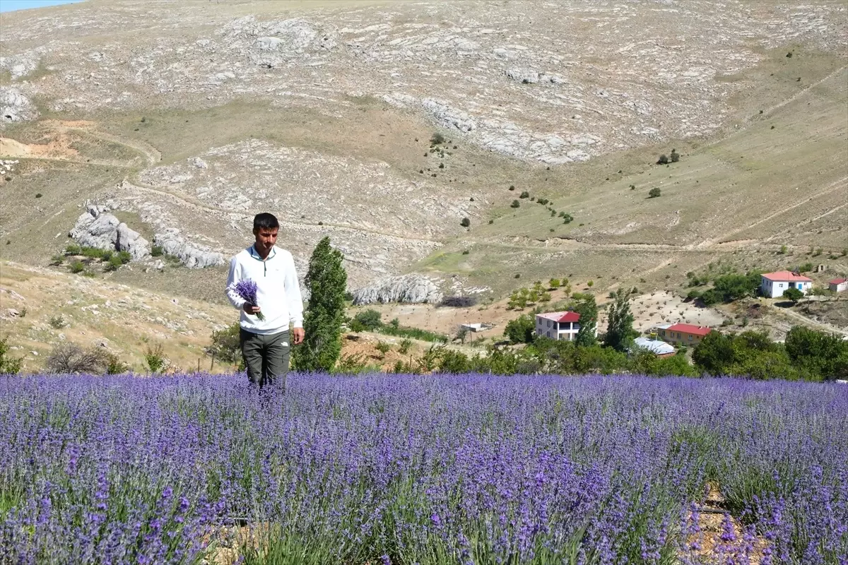 Malatya’da Genç Çiftçiden Lavanta Üretimi